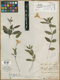 Ruellia humilis image