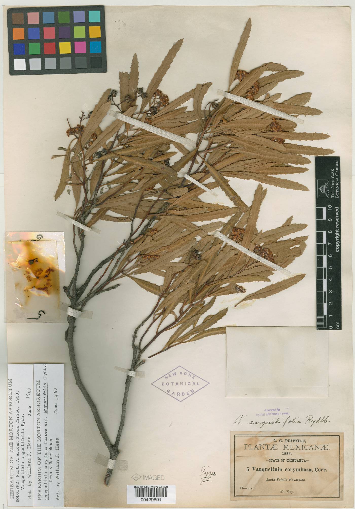 Vauquelinia corymbosa subsp. angustifolia image