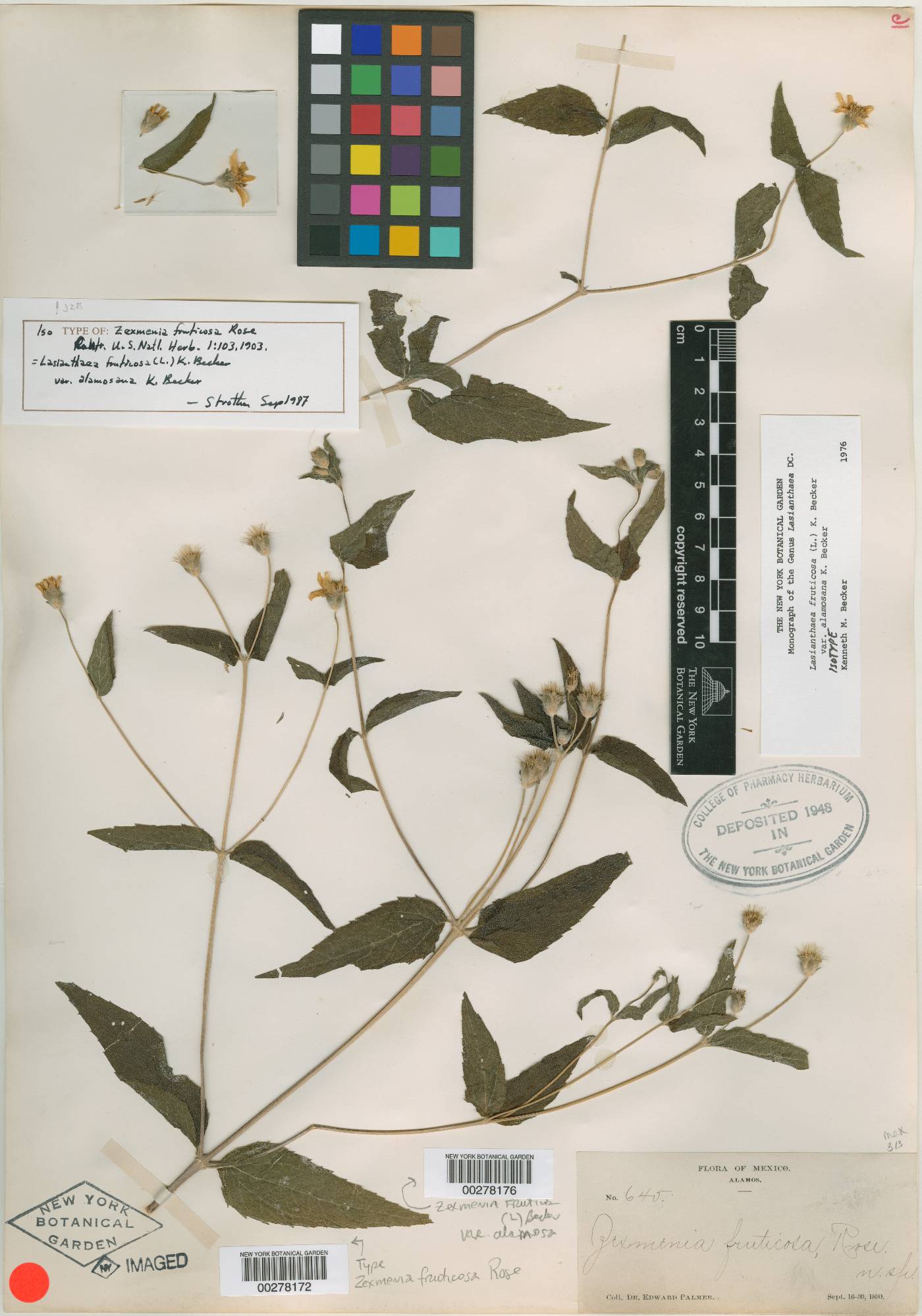 Lasianthaea fruticosa var. alamosana image