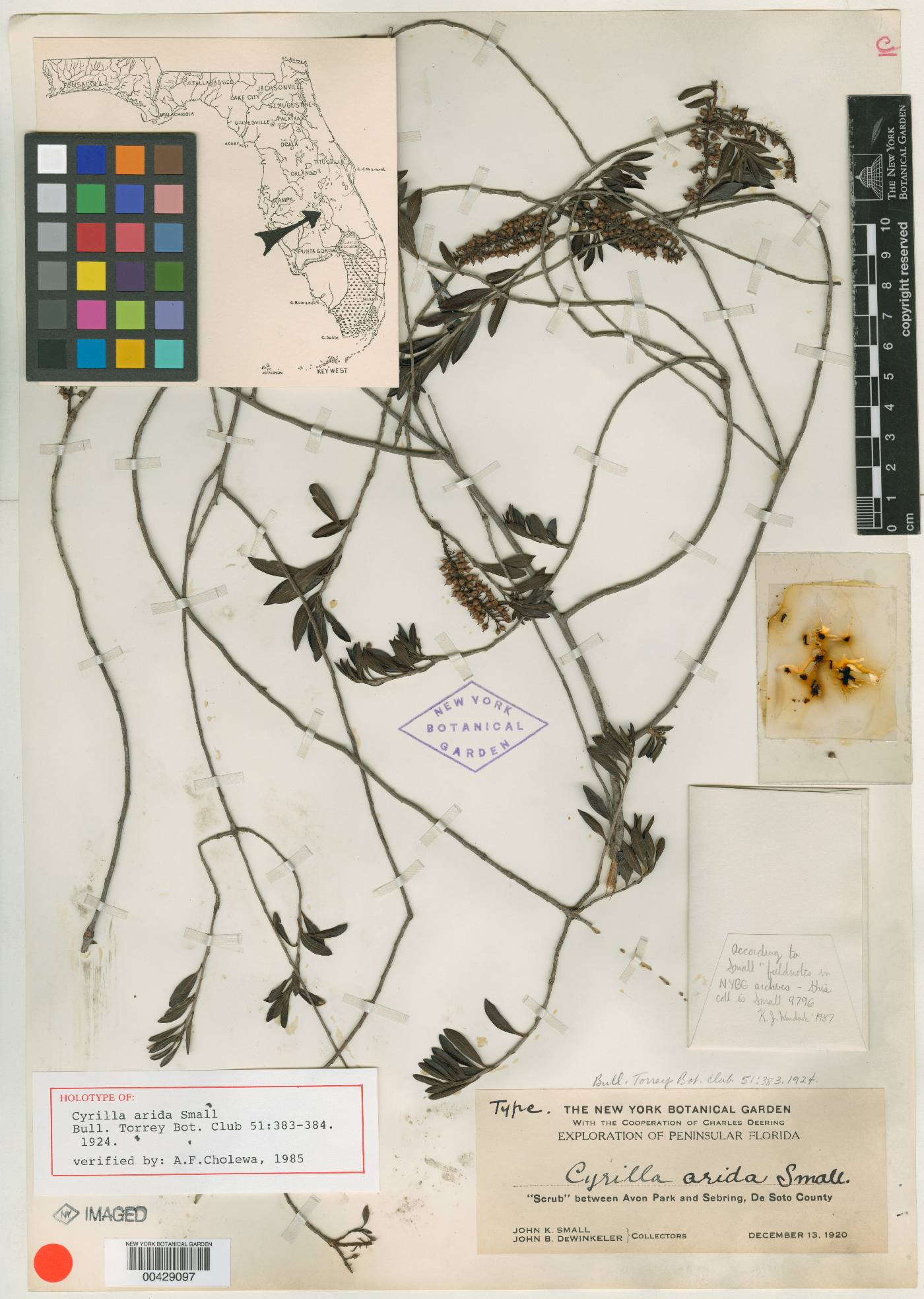 Cyrilla arida image