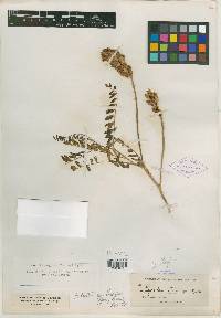Astragalus torreyi image
