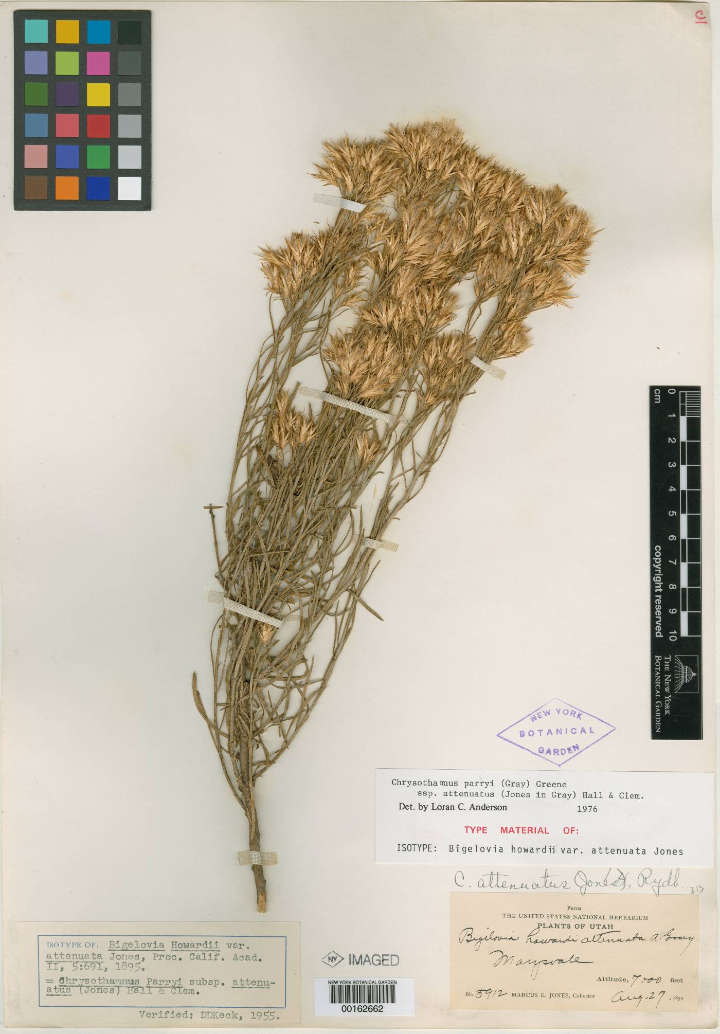 Bigelowia howardii var. attenuata image