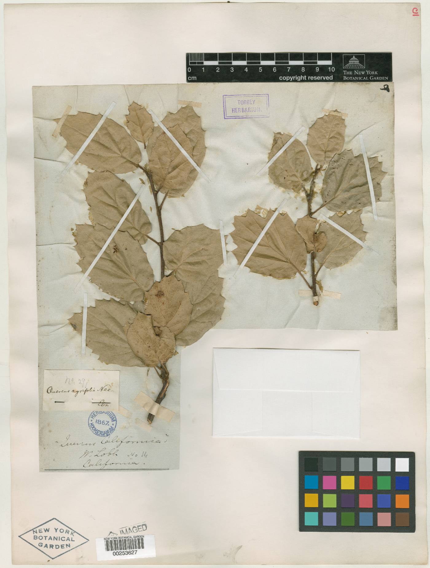 Quercus tinctoria var. californica image