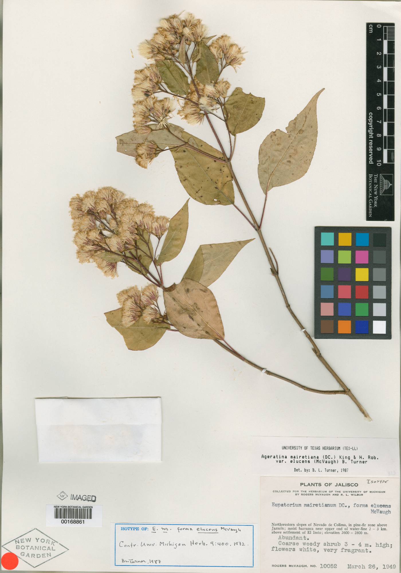 Ageratina mairetiana var. elucens image