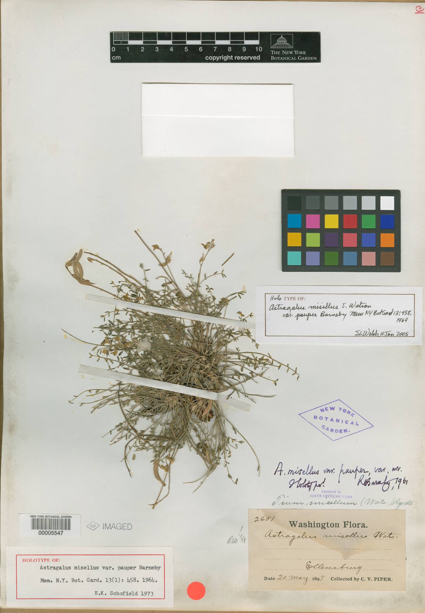 Astragalus misellus var. pauper image