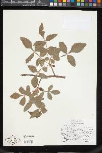 Bursera palmeri image