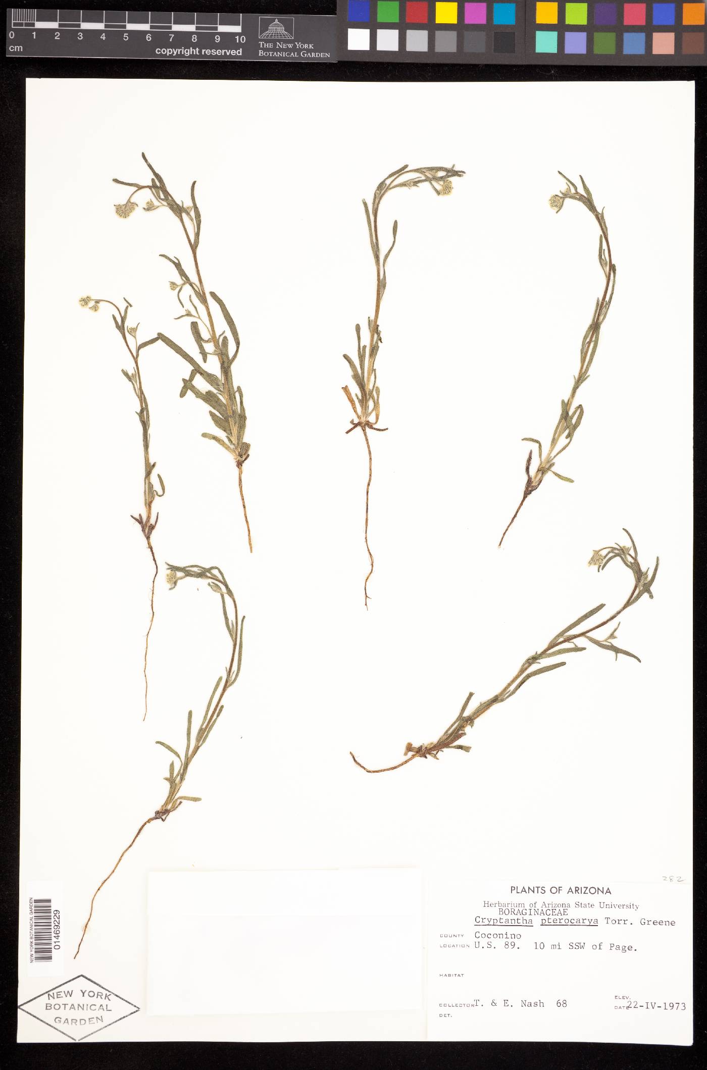 Cryptantha cycloptera image