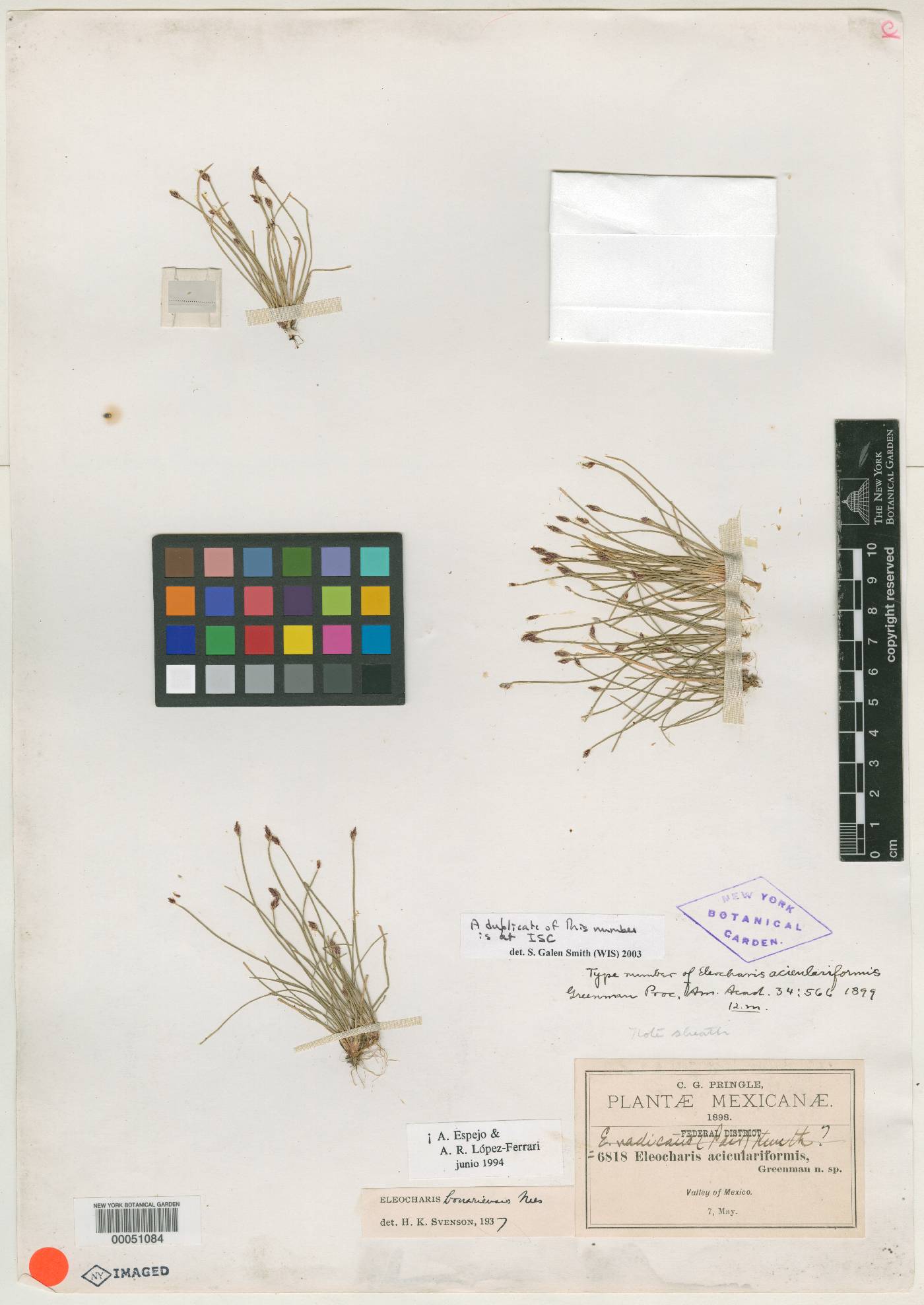 Eleocharis bonariensis image