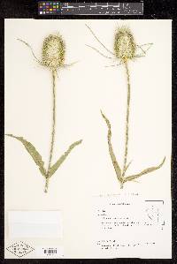 Dipsacus fullonum image