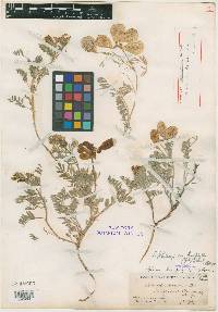 Image of Phaca lenophylla