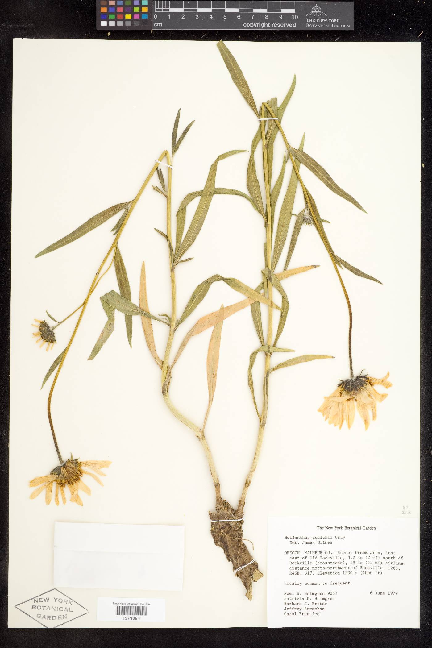 Helianthus cusickii image