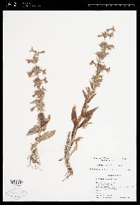 Penstemon albidus image