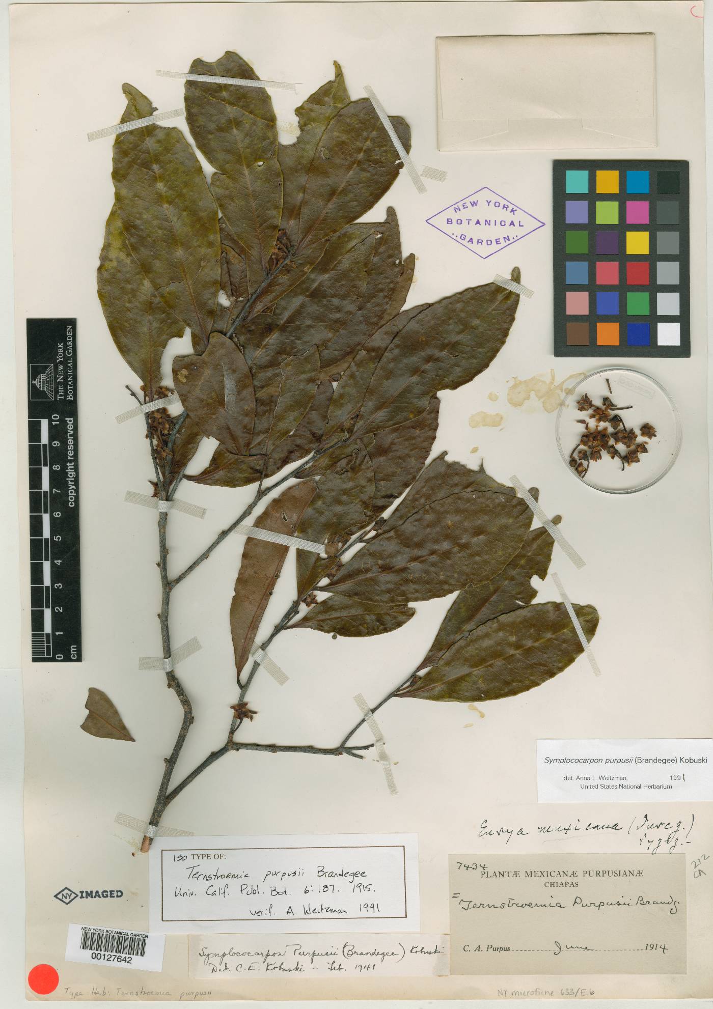 Symplococarpon purpusii image