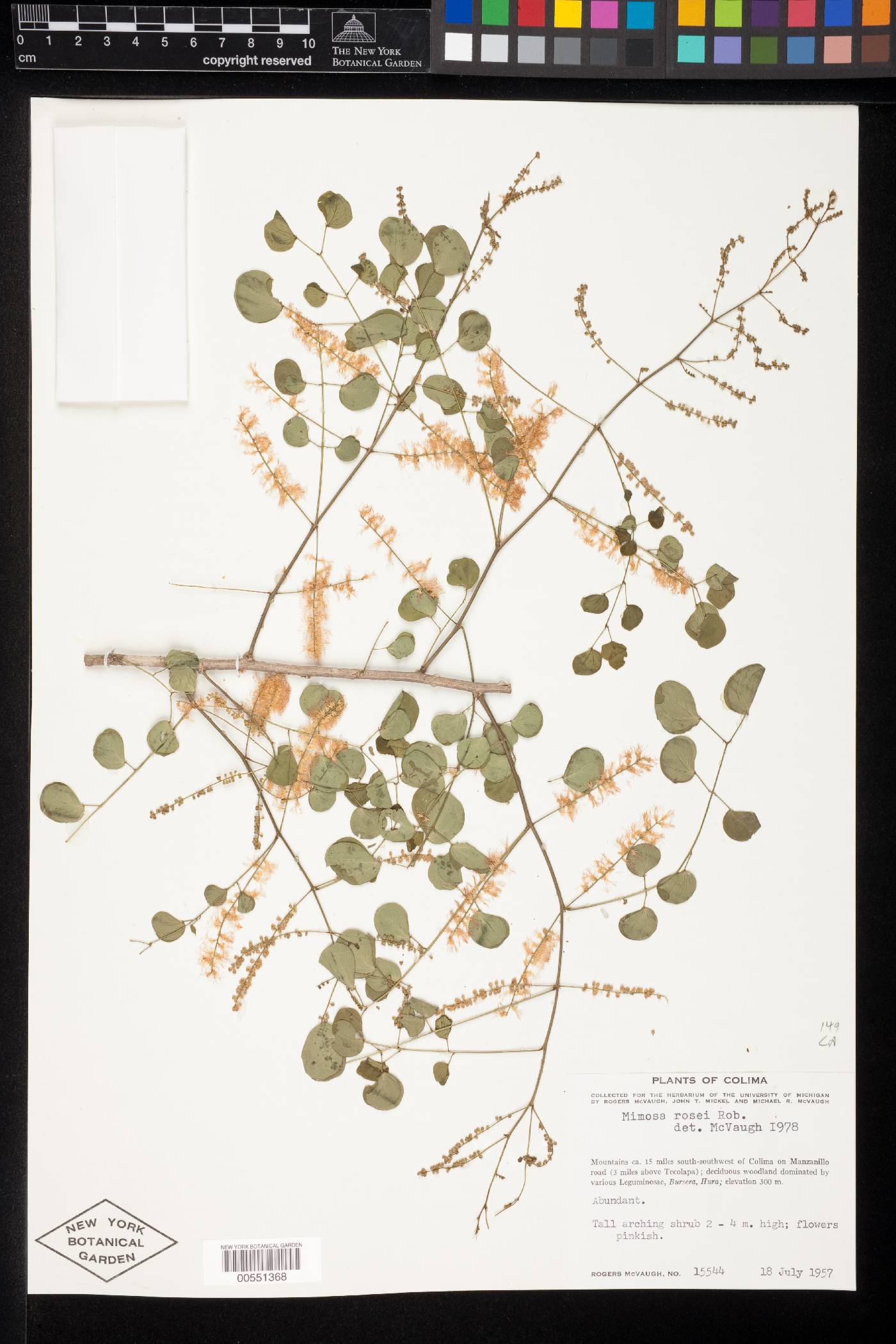 Mimosa rosei image