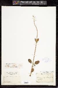 Valeriana acutiloba image