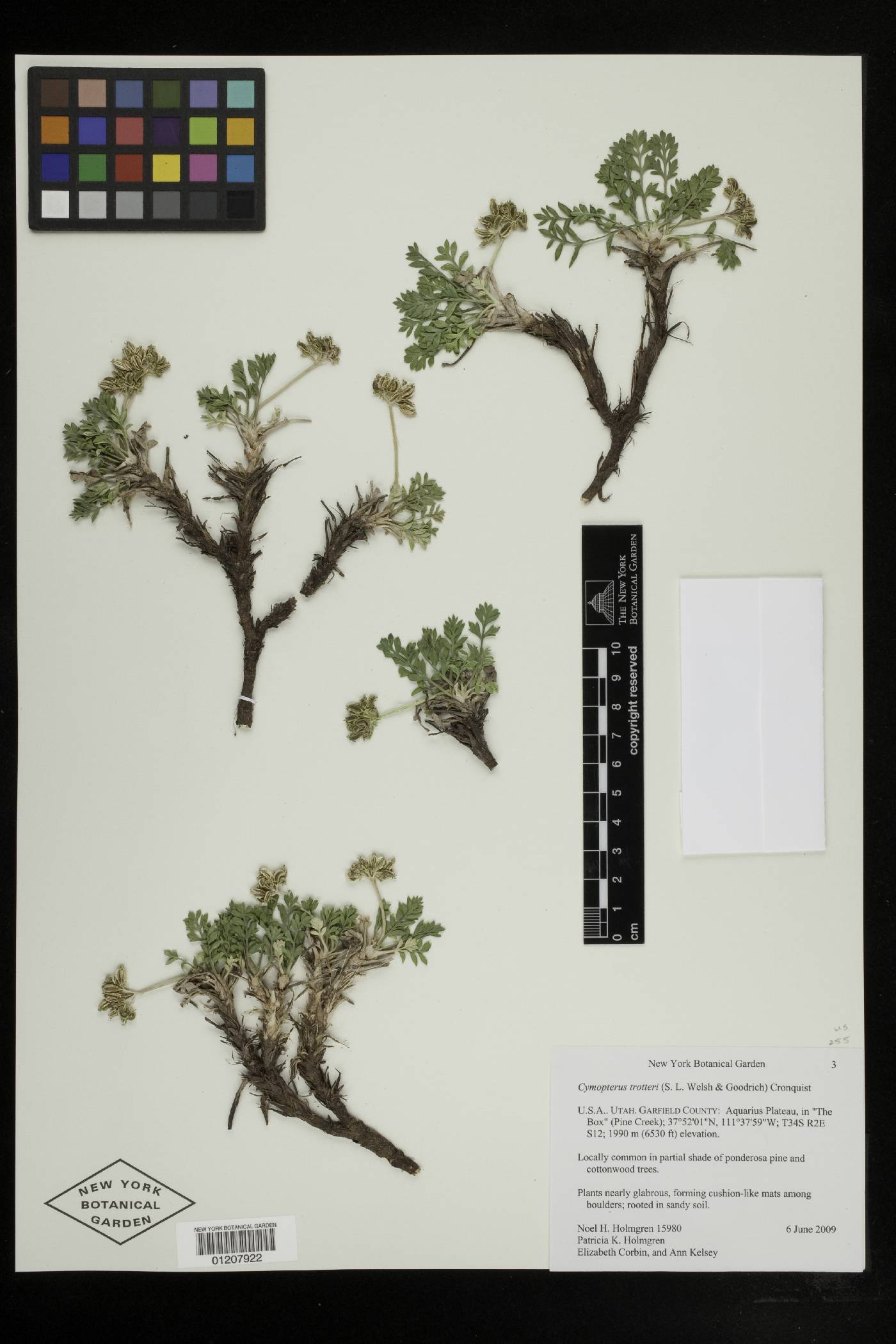 Cymopterus trotteri image
