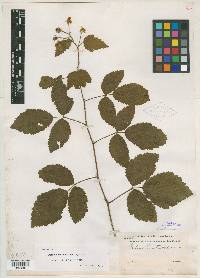 Rubus eastwoodianus image