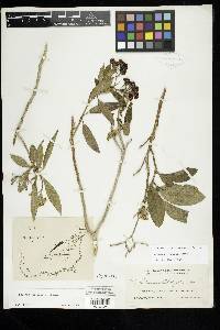 Solanum donianum image