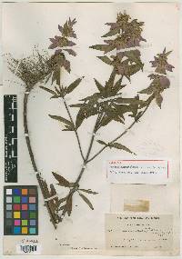 Monarda punctata subsp. villicaulis image