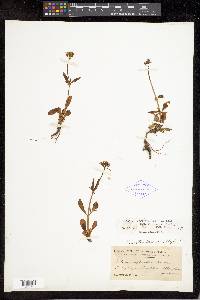 Valeriana acutiloba image