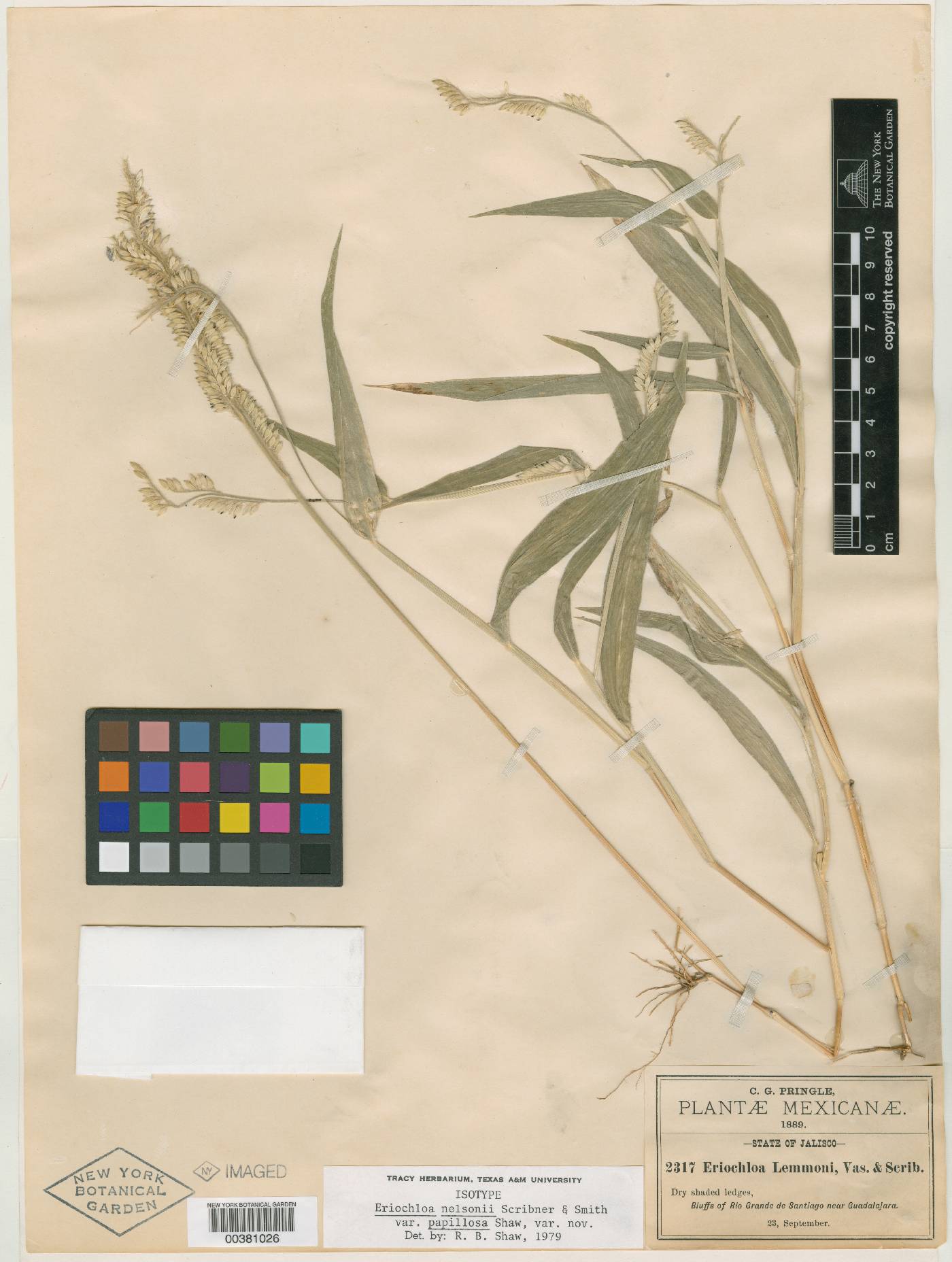 Eriochloa nelsonii image