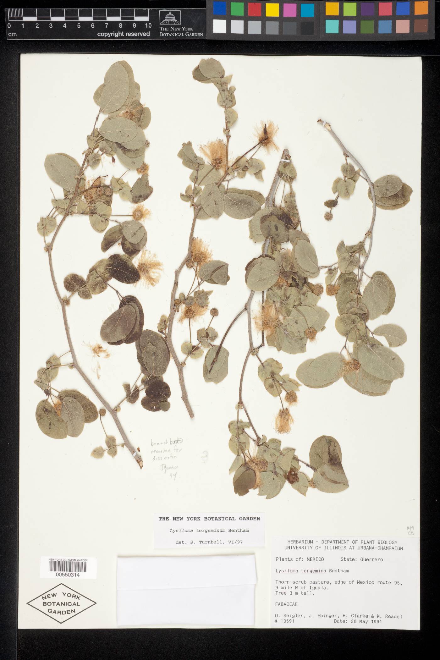 Lysiloma tergemina image