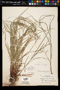 Carex virescens image