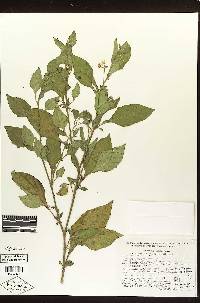 Solanum dasyadenium image