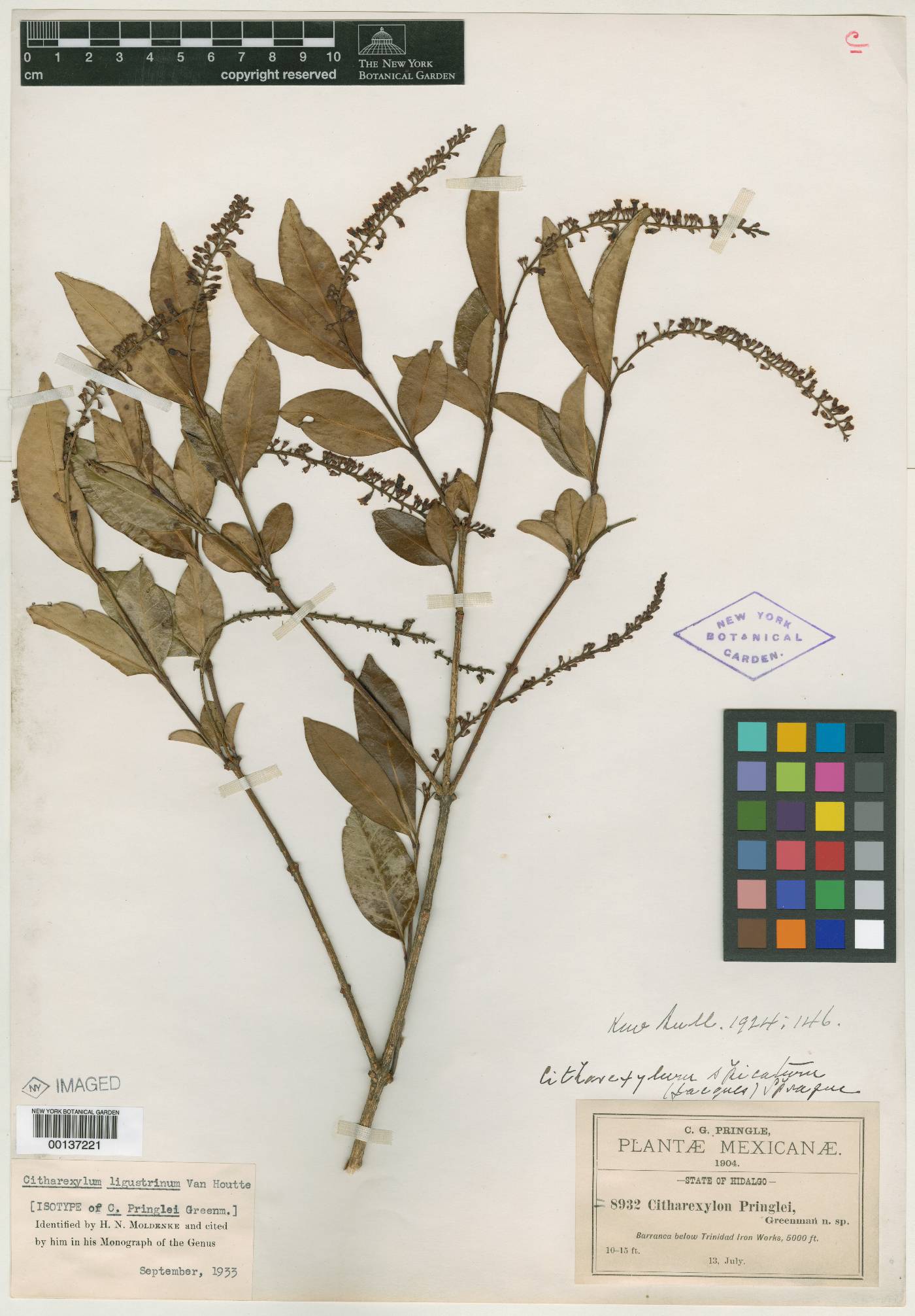 Citharexylum ligustrifolium image