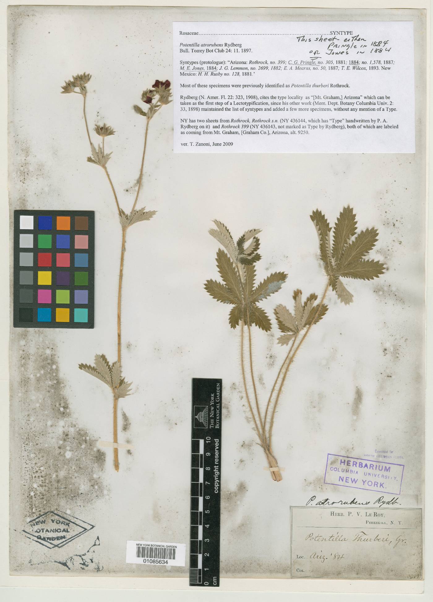 Potentilla atrorubens image