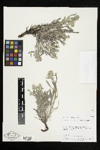 Oreocarya suffruticosa image