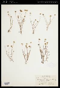 Blennosperma californicum image