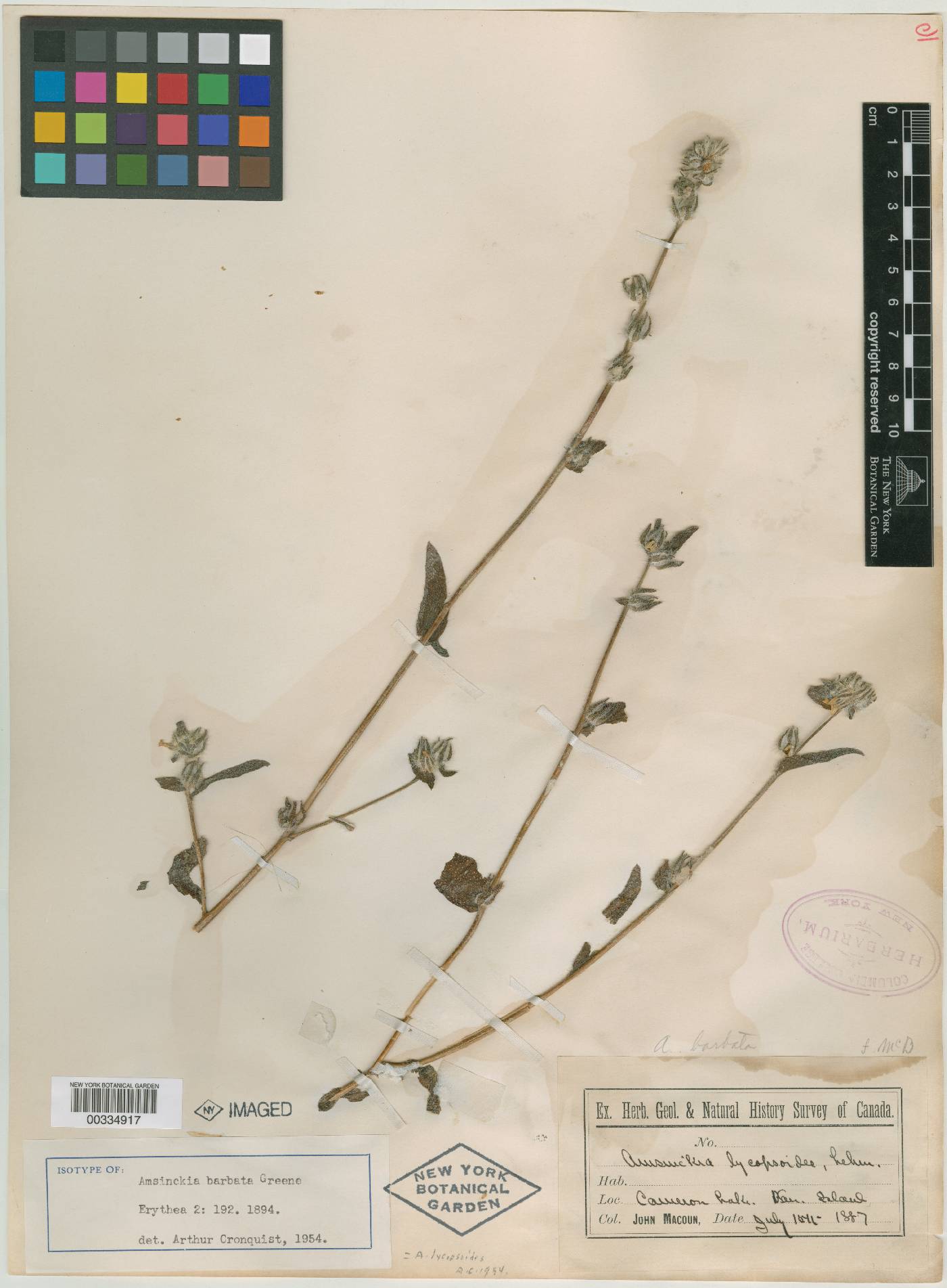 Amsinckia barbata image