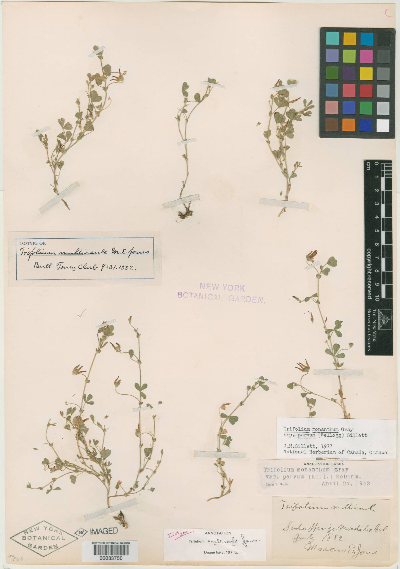Trifolium multicaule image