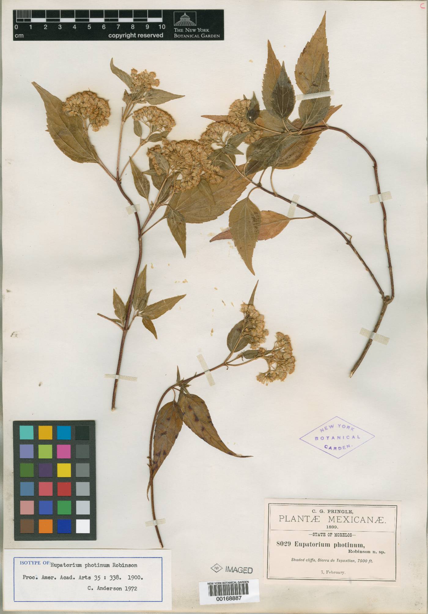 Ageratina photina image