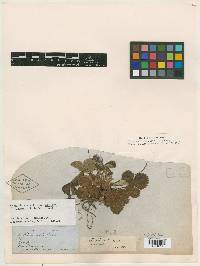 Fragaria vesca subsp. bracteata image