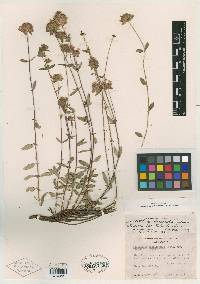 Monardella odoratissima var. follettii image