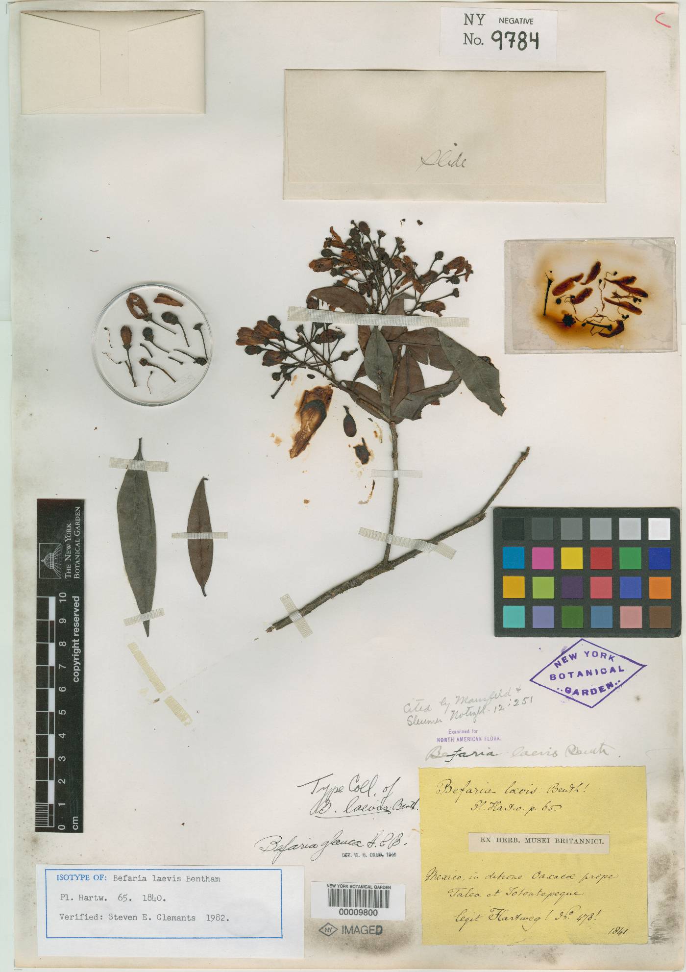 Befaria laevis image