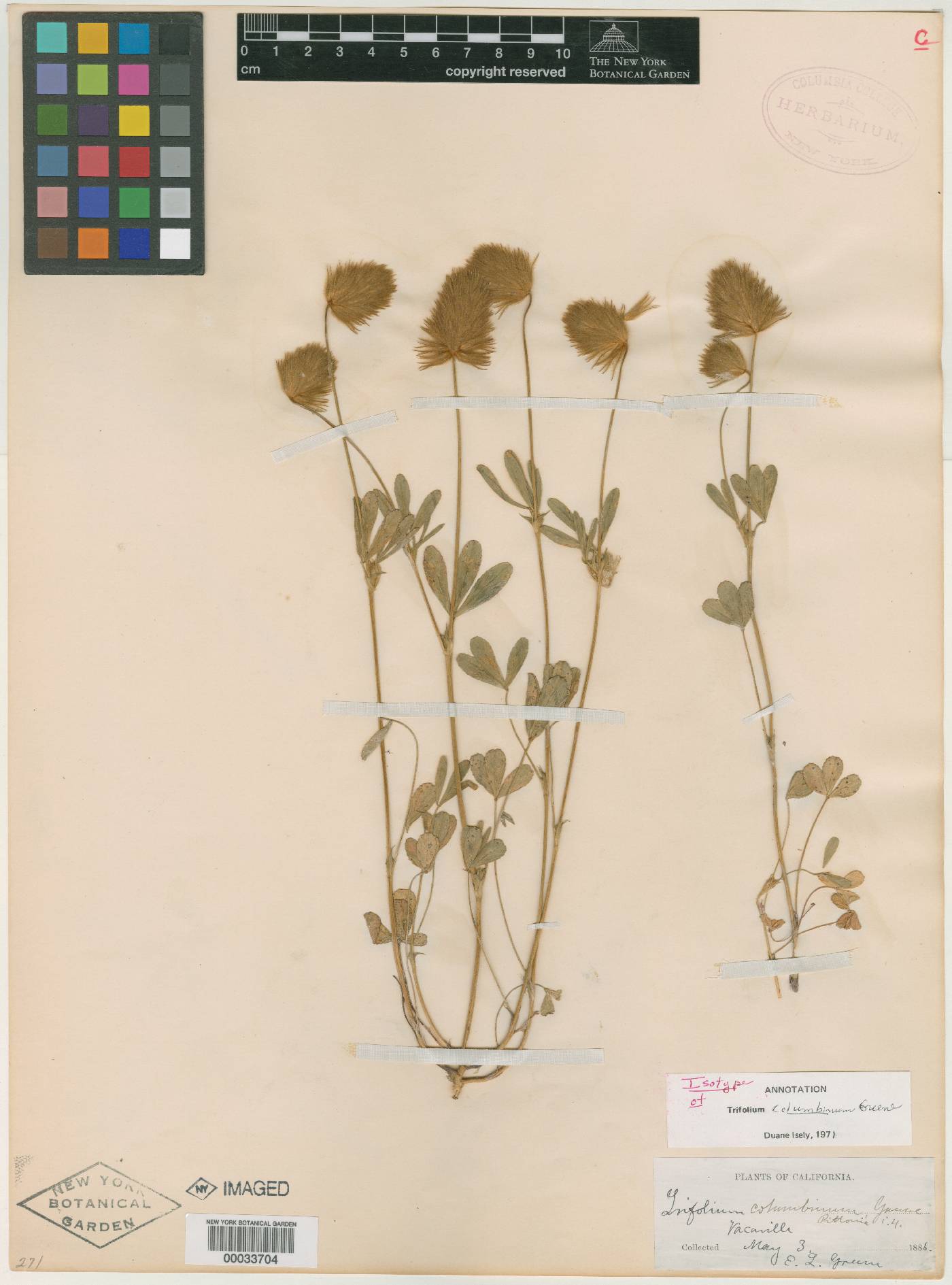 Trifolium columbinum image