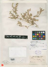 Atriplex decumbens image