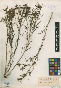 Pedicularis angustifolia image
