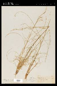 Muhlenbergia capillaris image