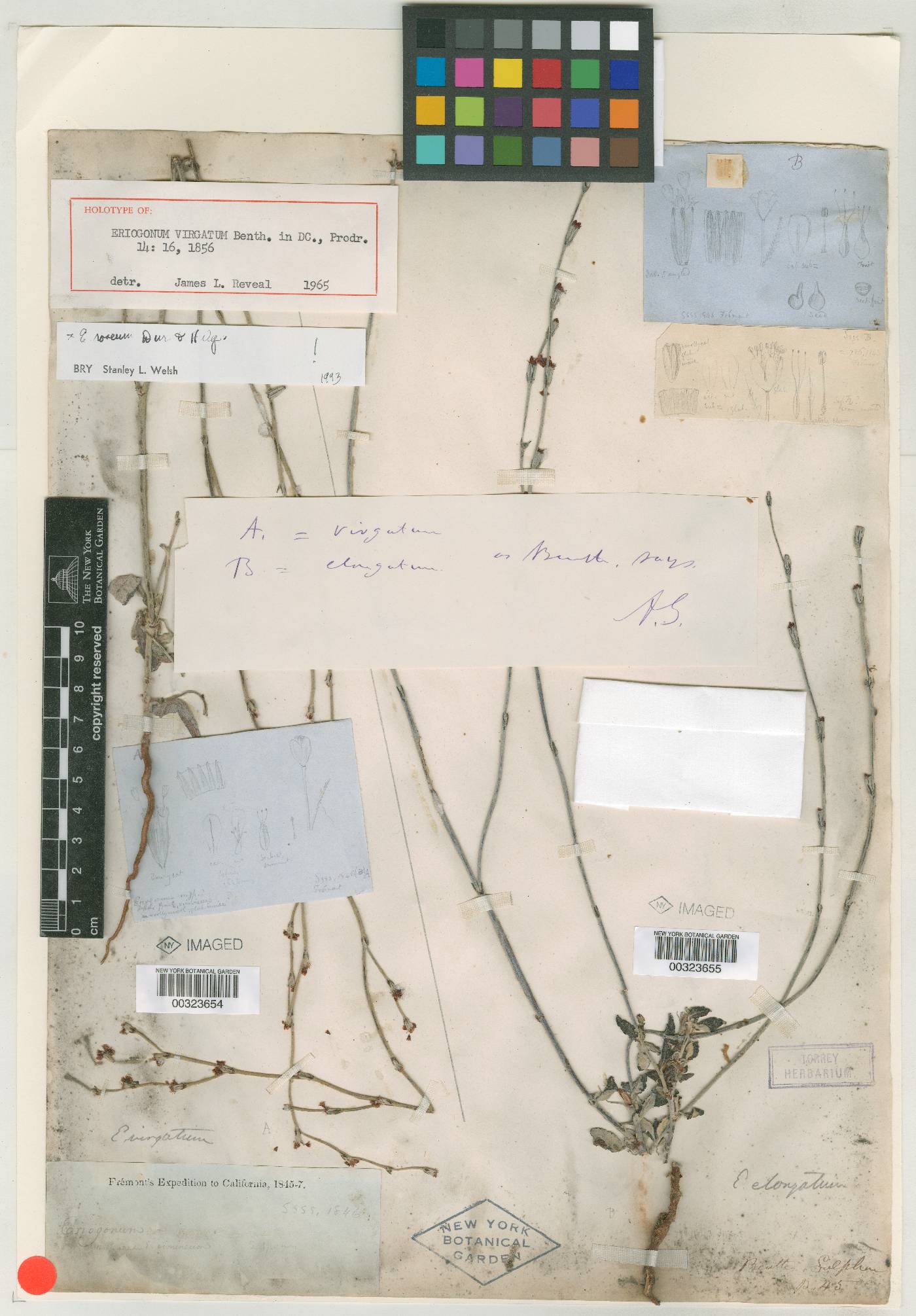 Eriogonum virgatum image