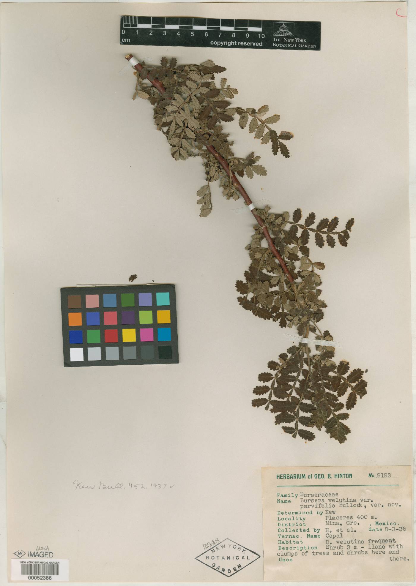 Bursera velutina image