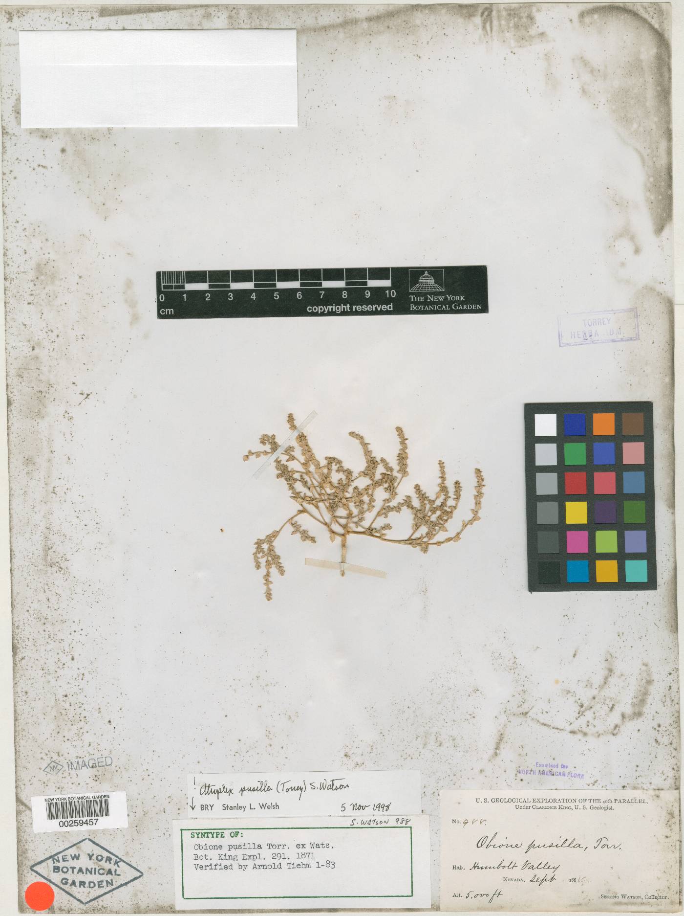 Obione pusilla image