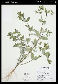 Chamaesyce hyssopifolia image