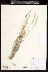 Muhlenbergia wrightii image