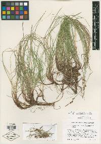 Carex lucorum image