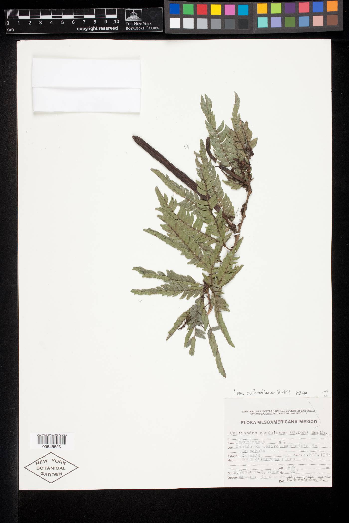 Calliandra magdalenae image