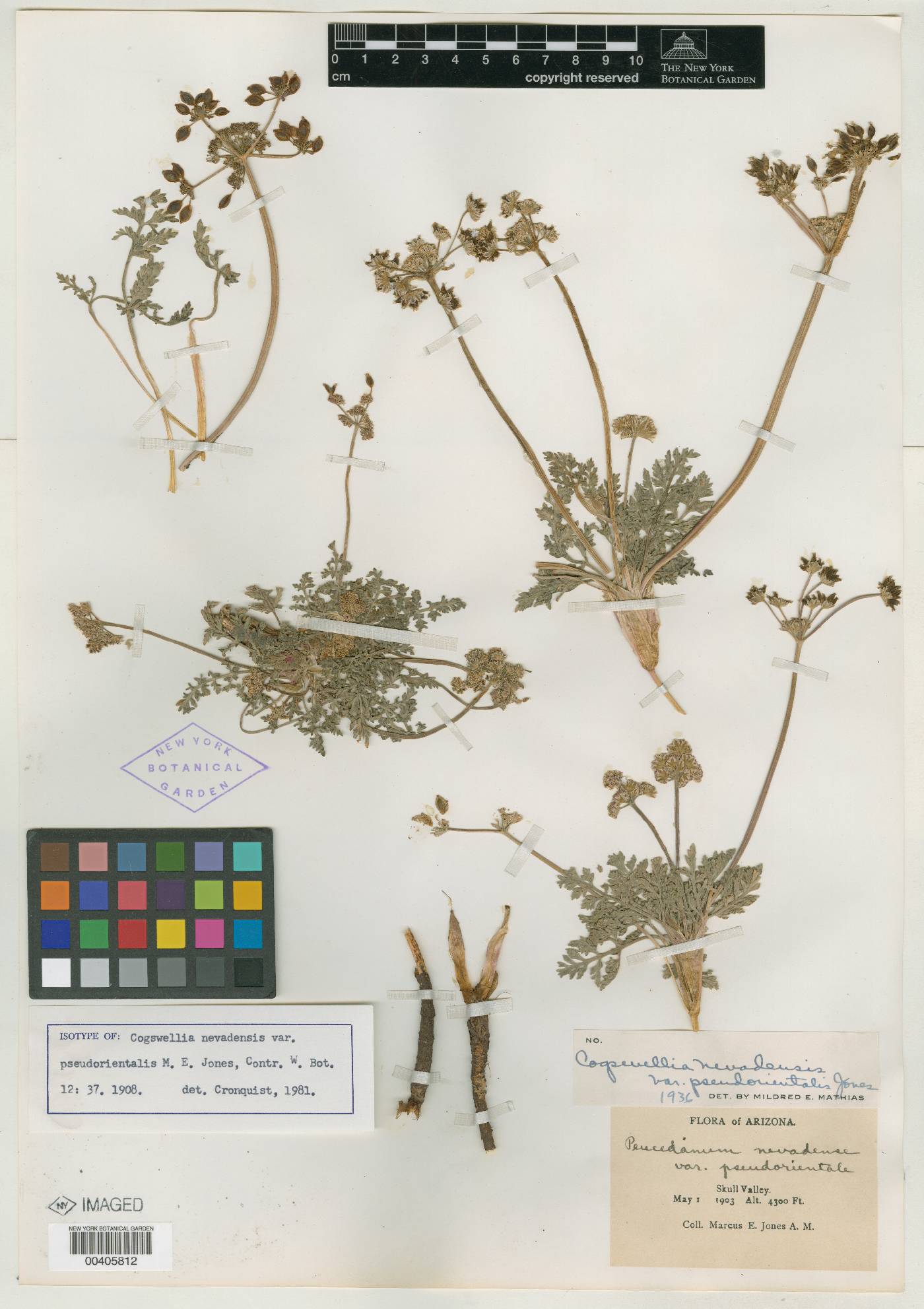 Cogswellia nevadensis var. pseudorientalis image